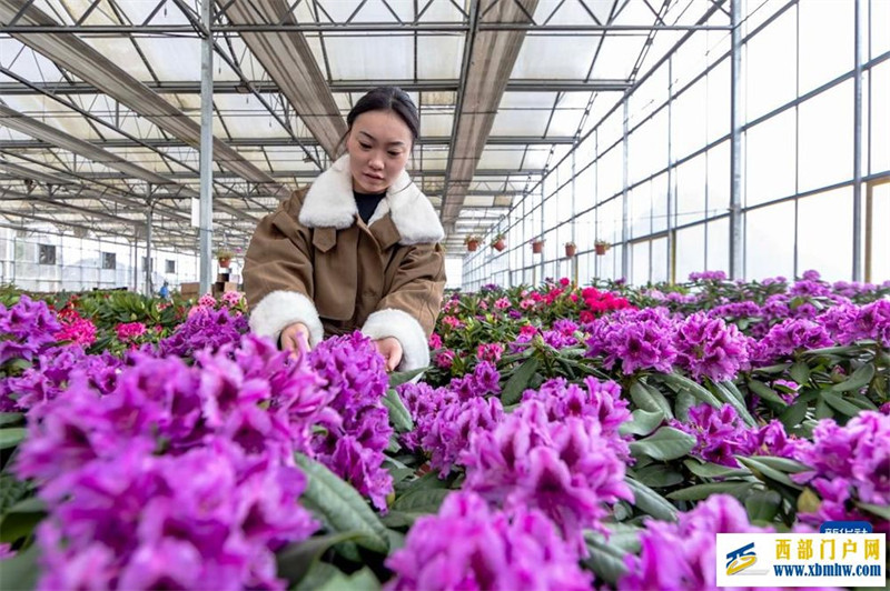 小寒將至農事忙